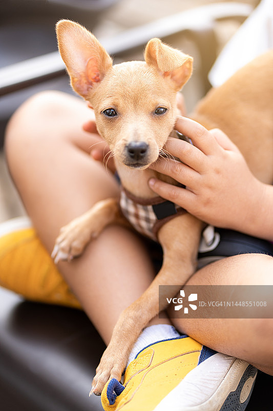街上的小女孩和她的幼犬图片素材