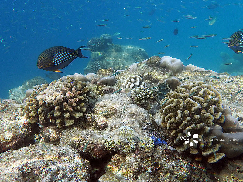 条纹刺尾鱼、疣珊瑚和蓝色砗磲，马尔代夫泻湖图片素材