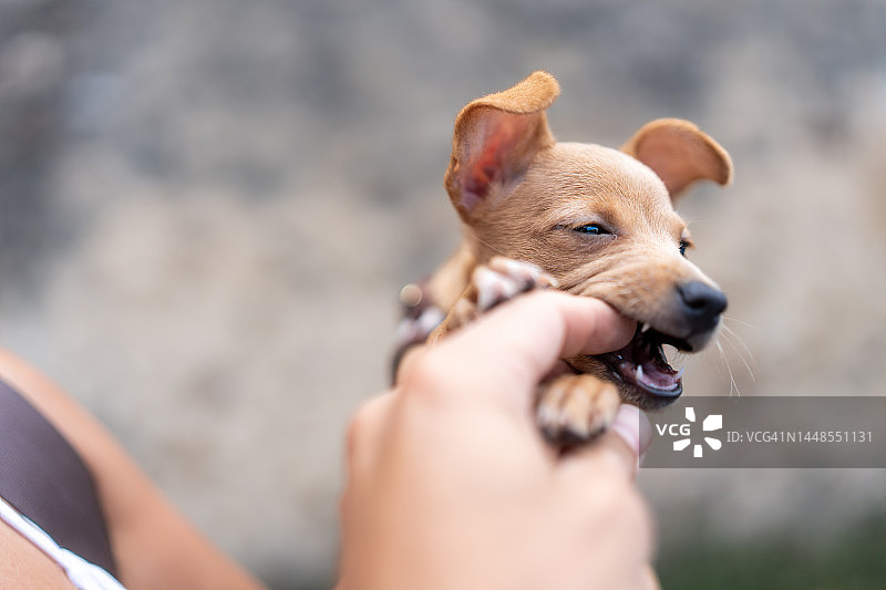 在街上和她的幼犬的年轻女人图片素材