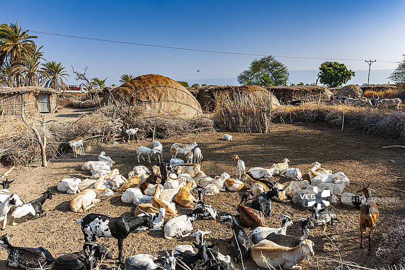 埃塞俄比亚阿萨伊塔附近村庄的山羊养殖图片素材