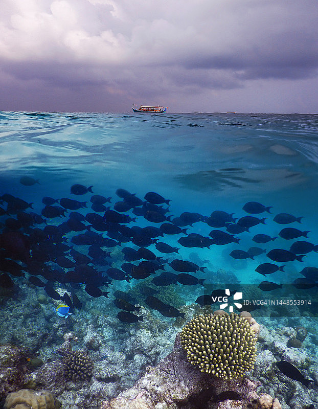 黑环尾外科鱼以海床为食，马尔代夫泻湖暴风雨逼近的分层景观，兰纳利岛图片素材