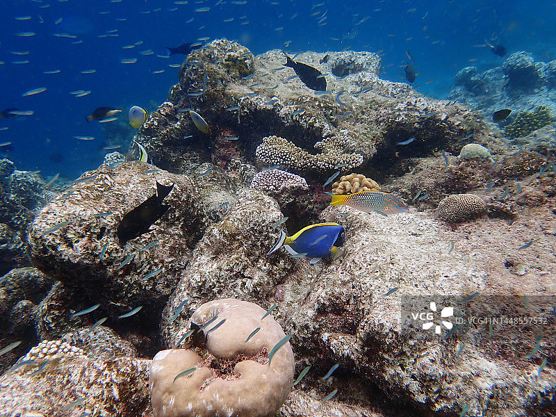 兰纳利岛的棋盘格隆头鱼和其他热带鱼，马尔代夫图片素材
