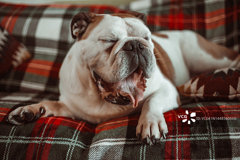 打哈欠的英国斗牛犬图片素材