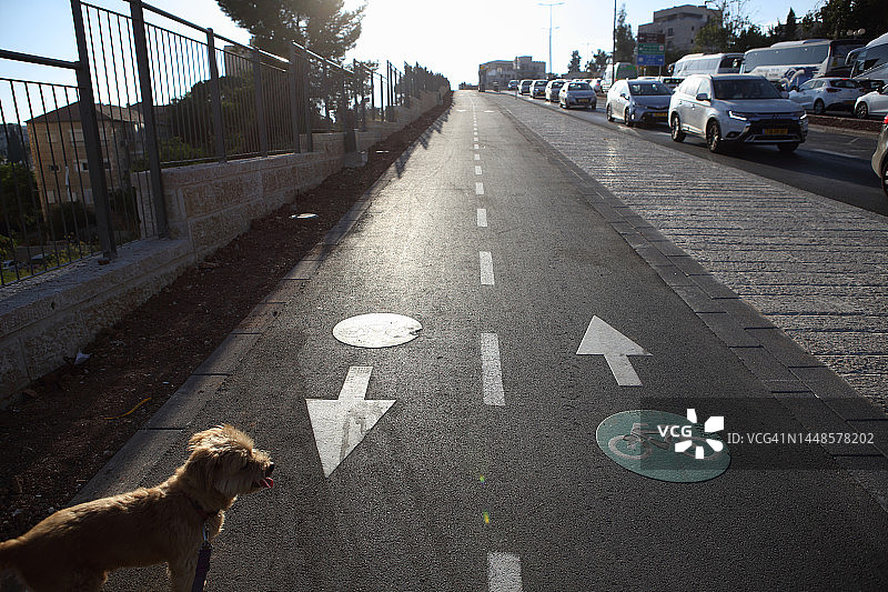 站在耶路撒冷人行道自行车道上的梗犬图片素材