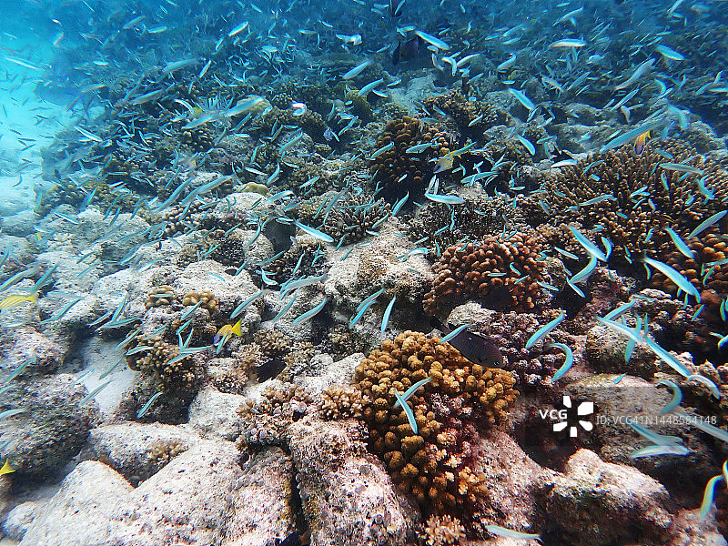 马尔代夫珊瑚礁上的小鱼群图片素材