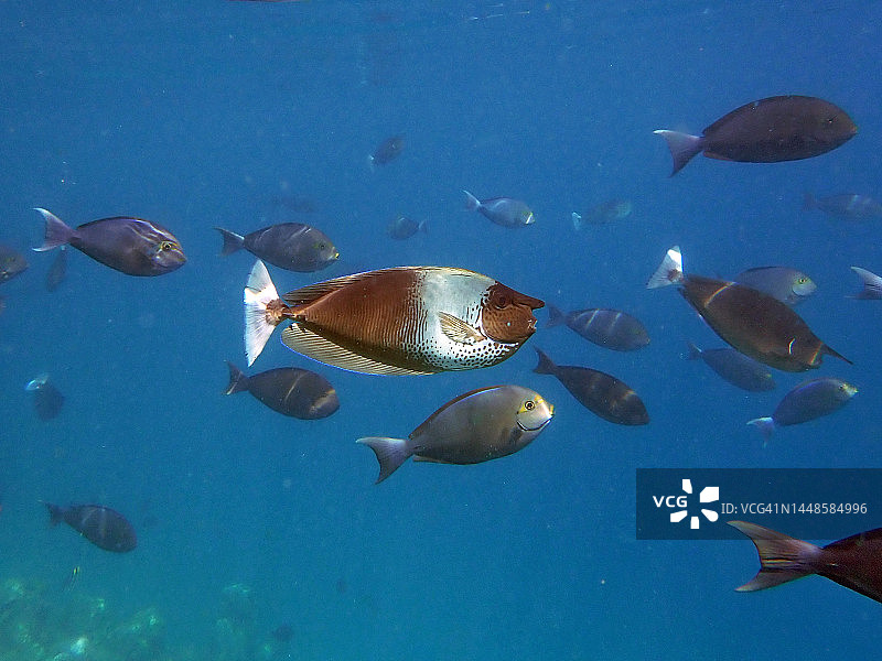 短吻鼻鱼鱼群图片素材