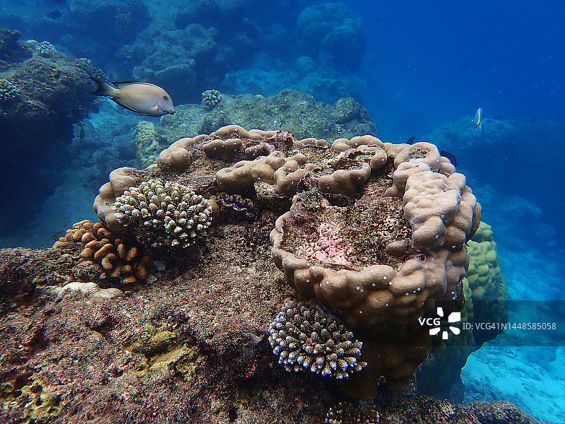 刺尾鱼，伦纳里岛马尔代夫泻湖中的滨珊瑚和轴孔珊瑚图片素材