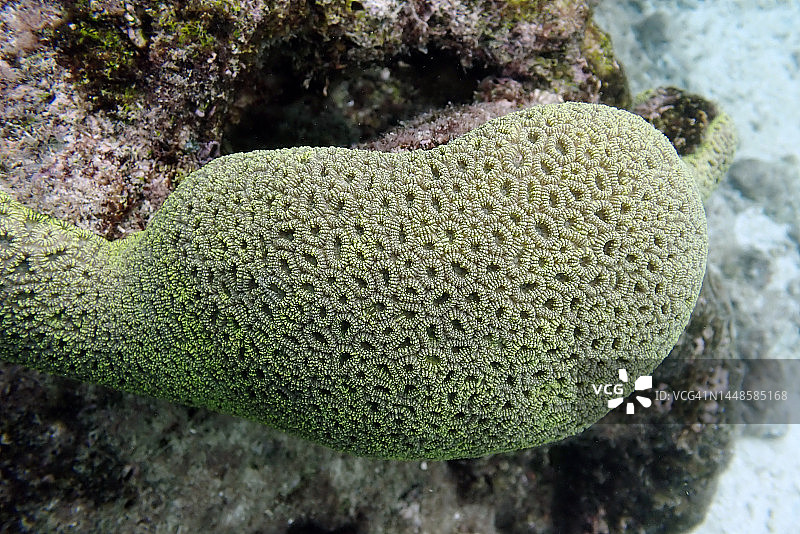马尔代夫泻湖中的椭圆星珊瑚（Dichocoenia stokesi）图片素材