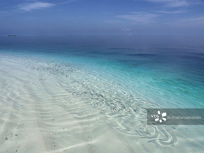 马尔代夫泻湖中的小鱼群（银 sprat, gracilis）图片素材