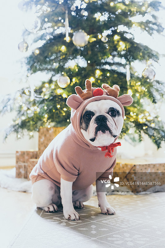 法国斗牛犬在圣诞树前摆姿势图片素材