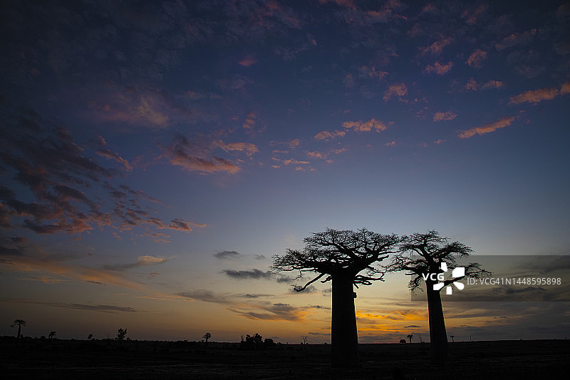 马达加斯西部日落后的猴面包树图片素材