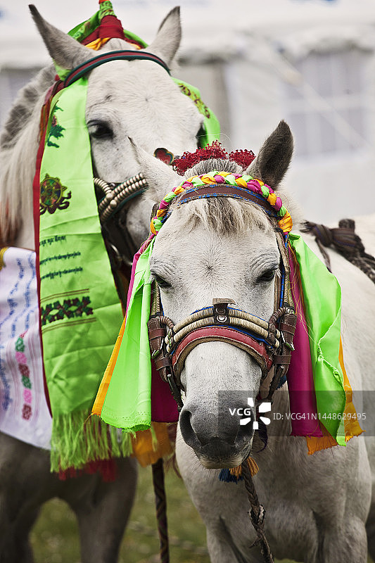 两匹马图片素材