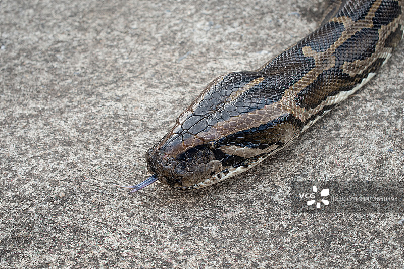 缅甸蟒在水泥地面上爬行图片素材