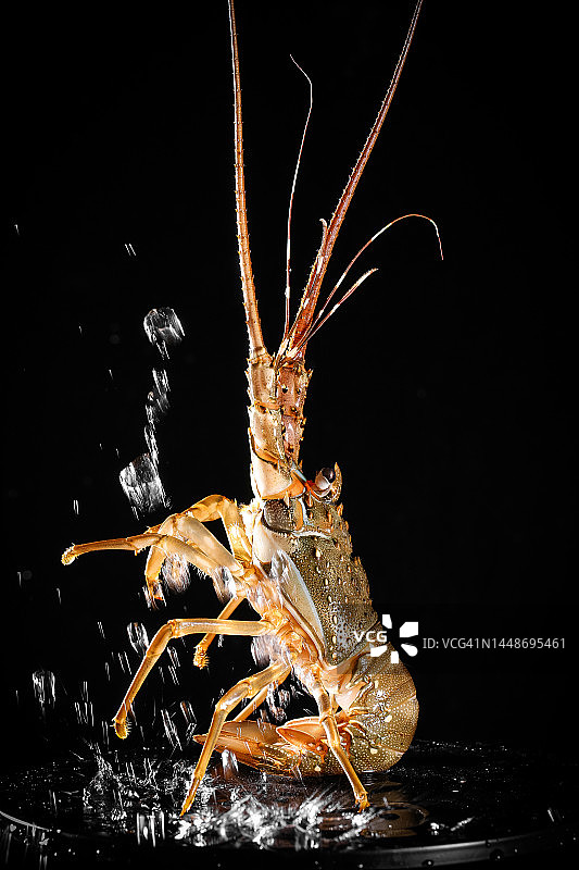 海鲜龙虾拼盘图片素材