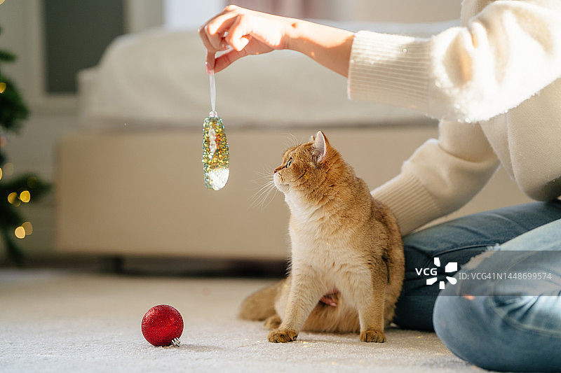 圣诞节期间与家猫玩树玩具的有趣游戏图片素材