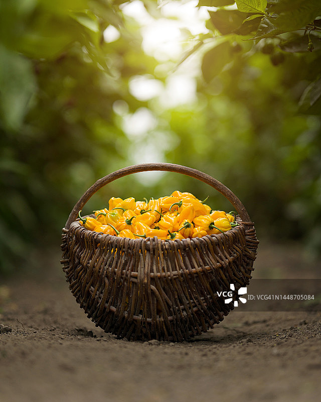 柳条筐装墨西哥黄色哈瓦那辣椒，农场蔬菜采摘图片素材