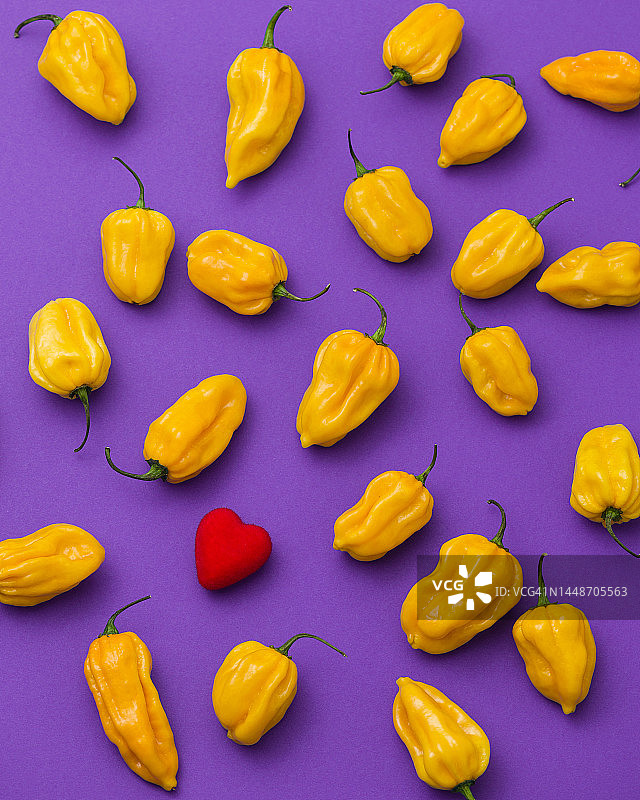 紫色背景上的黄色哈瓦那辣椒，热爱辣椒和辛辣食物，对辛辣食物充满热情，鲜亮的香料，火热的香料，用于广告的辣椒鲜亮照片，俯视图图片素材