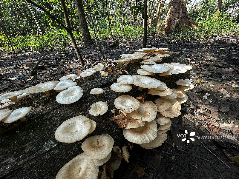 森林里的蘑菇图片素材