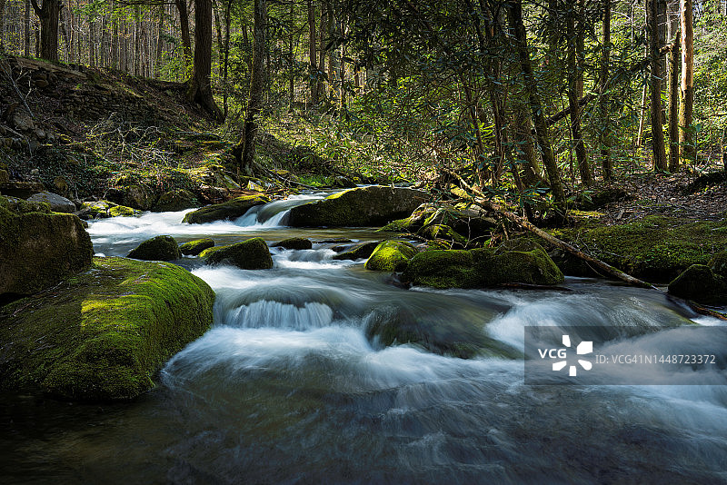 葱郁绿色森林中的美丽溪流图片素材