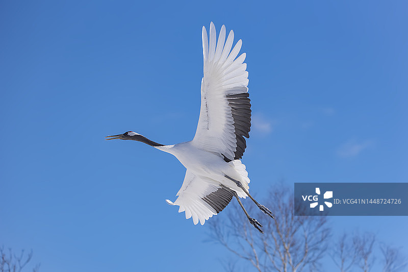 在日本北海道钏路蓝天上飞翔的日本红顶鹤图片素材