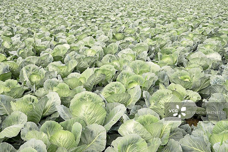 德国北莱茵-威斯特法伦州的卷心菜种植田图片素材