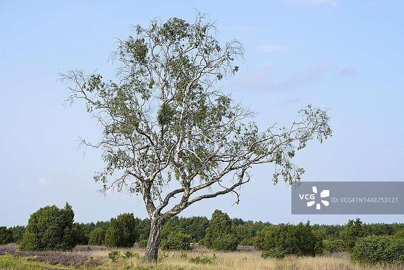 施马贝克荒地、杜松森林：桦树、刺柏和盛开的欧石楠，南黑斯自然公园，德国下萨克森州吕讷堡石楠草原图片素材