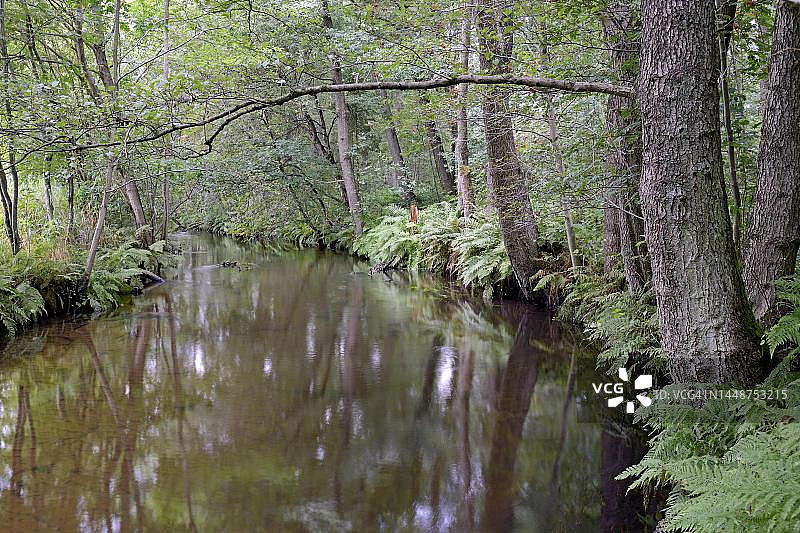 厄尔策河的典型水流，吕讷堡石楠草原自然公园，德国下萨克森州图片素材