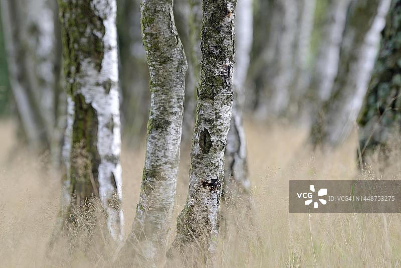 德国吕讷堡荒地白桦林景观图片素材