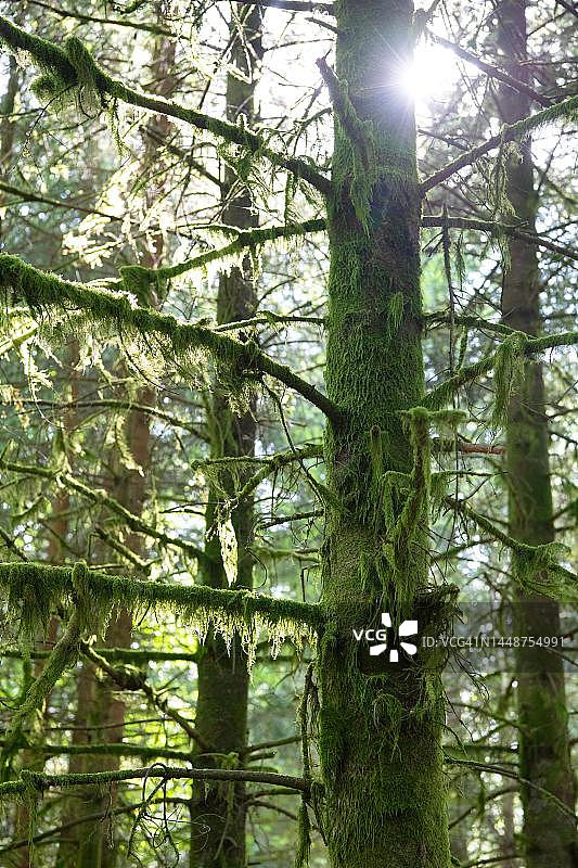 德国黑森林中被苔藓覆盖的针叶林图片素材