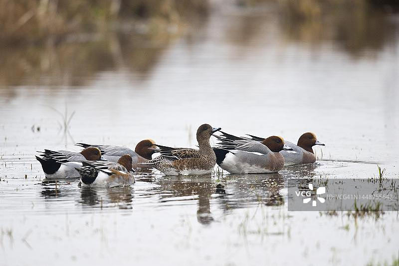 欧亚鹟图片素材