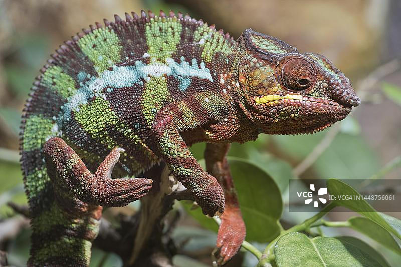 德国不莱梅植物园中的豹纹变色龙图片素材