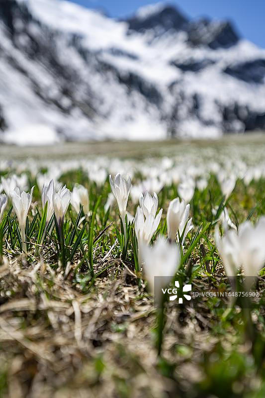白色和紫色番红花盛开的草甸，雪山春季山景，奥地利蒂罗尔州图片素材
