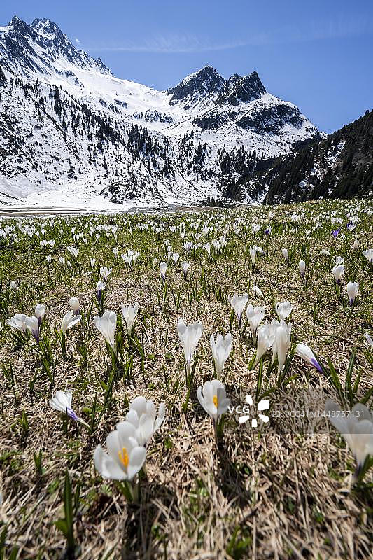 白色和紫色番红花盛开的草甸，雪山春季山景，奥地利蒂罗尔州图片素材