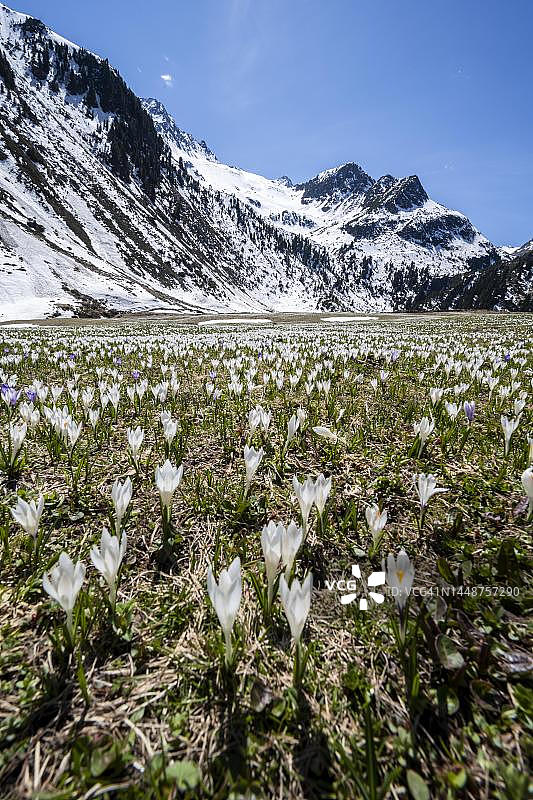 白色和紫色番红花盛开的草甸，雪山春季山景，奥地利蒂罗尔州图片素材