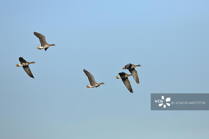白额雁飞行，德国下莱茵区图片素材