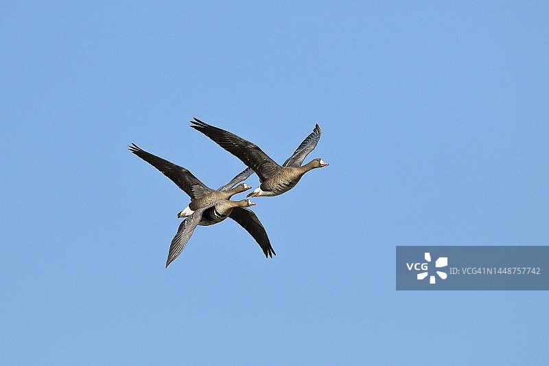 白额雁飞行，德国下莱茵区图片素材