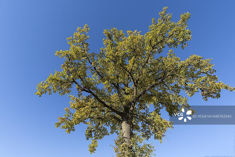 德国巴伐利亚秋色橡树与蓝天图片素材