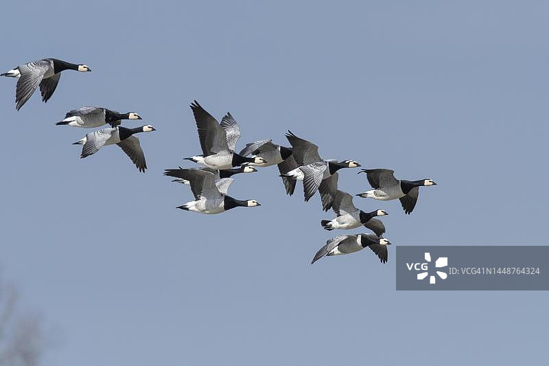 德国下萨克森州莱姆布鲁赫迪默湖上空飞行的白额黑雁图片素材