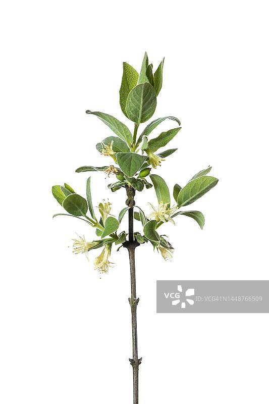 蜜莓（阿穆尔忍冬），德国下萨克森州霍尔廷豪森图片素材