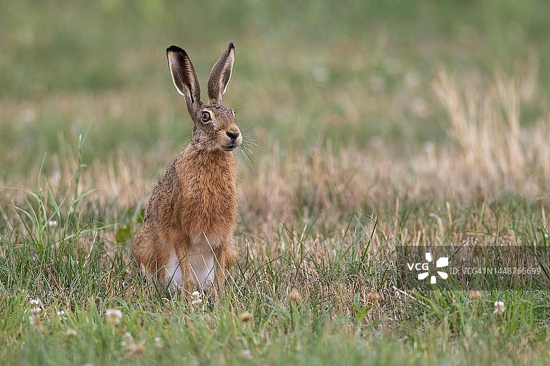 欧洲野兔图片素材