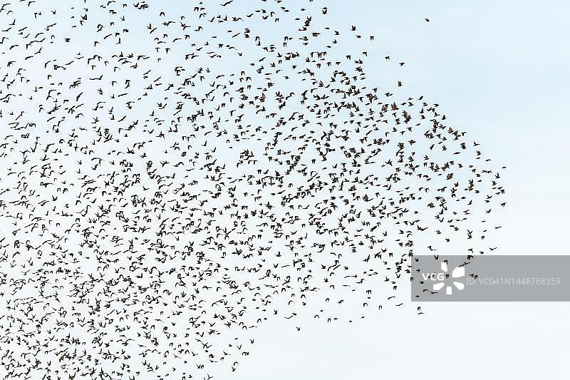 秋季法国阿尔萨斯葡萄园中群飞的椋鸟图片素材