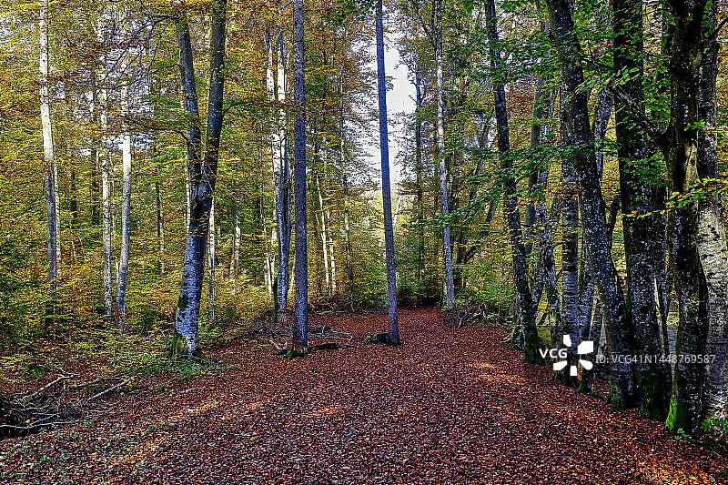 德国巴伐利亚秋季森林图片素材