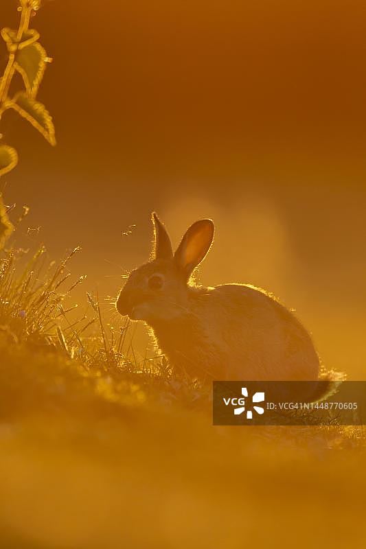 成年兔子（穴兔）在日落时分的草地上觅食图片素材