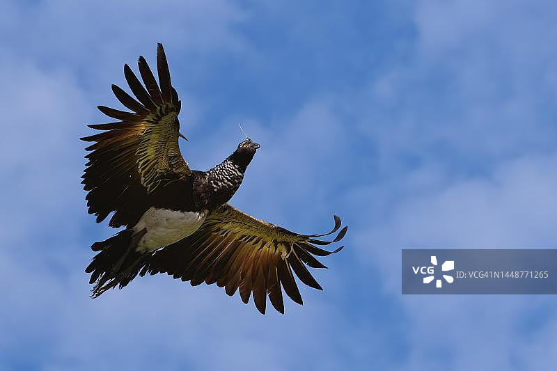 马努国家公园云雾林中的角叫鸭图片素材