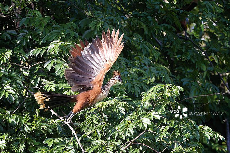 马努国家公园云雾林中飞行的麝雉或安第斯骨顶，秘鲁图片素材