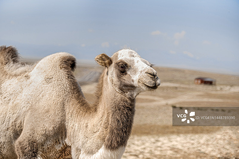骆驼的口鼻部特写图片素材