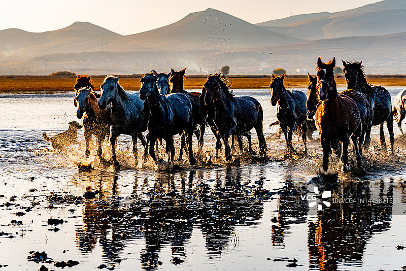 水中的野马图片素材