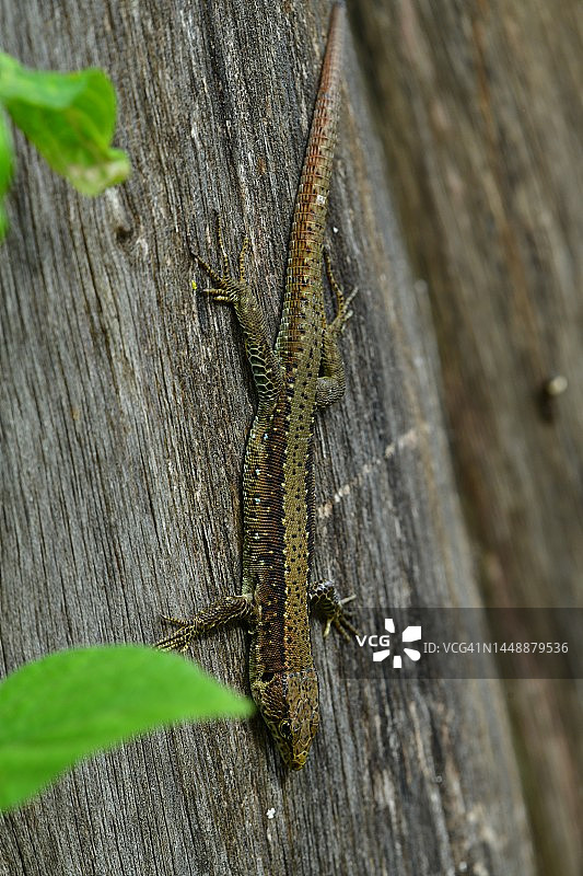 阿道夫蜥蜴图片素材