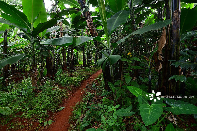 埃尔贡山肥沃山坡上繁茂的香蕉和豆类种植园图片素材