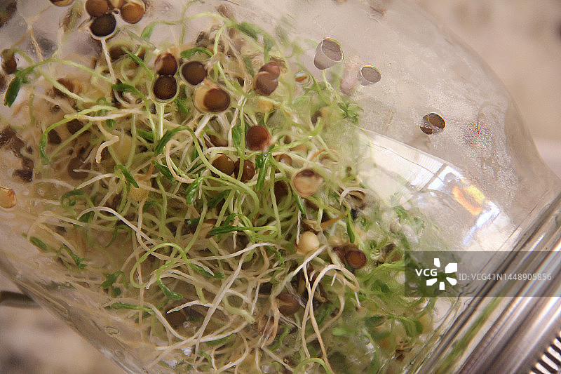 梅森罐中生长的苜蓿芽特写图片素材